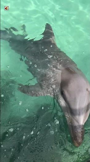 Amazing Dolphin Sounds