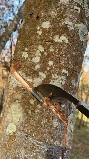 Secrets of Rubber Tapping: Unveiling the Art of Nature