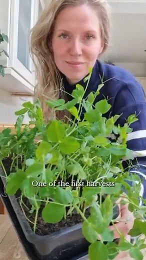 🫛 How to Grow Pea Shoots #growyourownfood #gardening