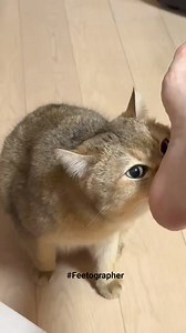 Lucky Cat #feetbeauty #soles #toes | Feetographer