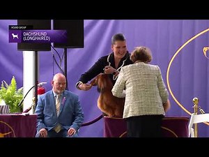 Dachshunds (Longhaired) | Breed Judging 2024