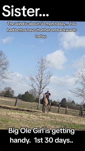 Mastering Mule Training with Handle Drills