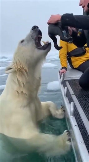 Polar Bear “Hands” Cub to a Woman on an Arctic!