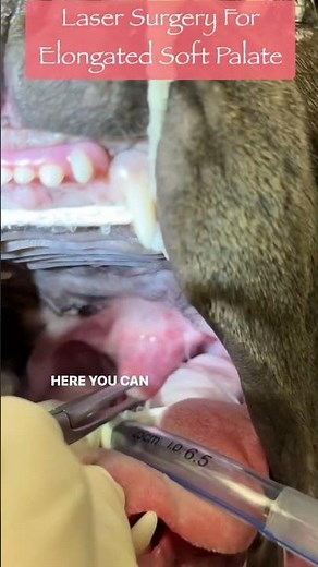 Laser Surgery for Elongated Soft Palate in Flat Faced Dogs