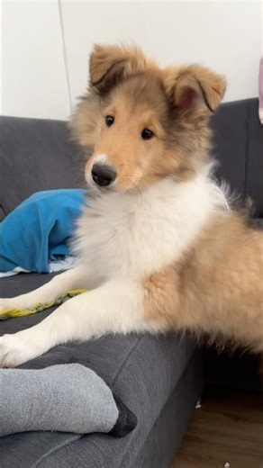 #dog #puppy #collie #hund #pets #funnydogs #cute #rufusourcollie #welpe #doglife #puppydog