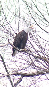 1.3M views · 24K reactions | SOUND UP: Maine's Total Coverage...