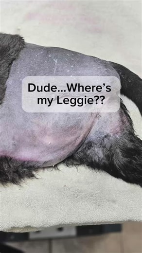 The Big House Cats on Instagram: "Cats don’t overthink, they adapt 💪"