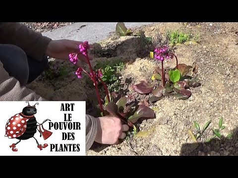 Gardening tutorial: Bergenia Bach: How to prune and care for it: Perennial plant