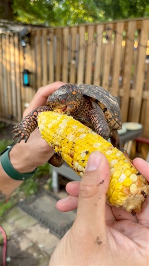Eating Corn on the Cob with My Eastern Box Turtle 🌽🐢 | Best Lunch Buddy Ever 😂