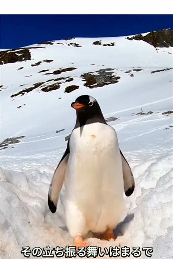 泳ぐスピードが最も速いペンギン、ジェンツーペンギン！ #ジェンツーペンギン #動物 #動物の世界 #面白い #可愛い