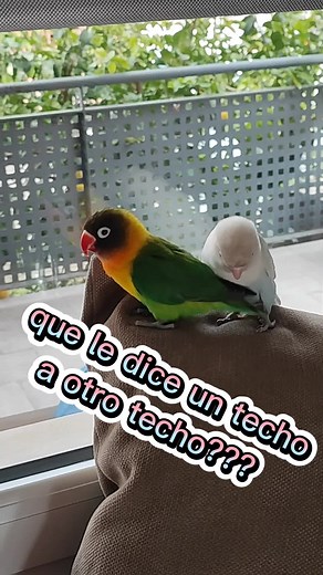 Chistes Graciosos: ¿Qué le dice un techo a otro techo? Te echo de menos
