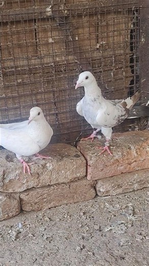 Lalpara Lalduma Entic Eyes Delhi Blood Line My Home Breed BaNni QurEshi #Pigeon Kabutar #Pigeonlover
