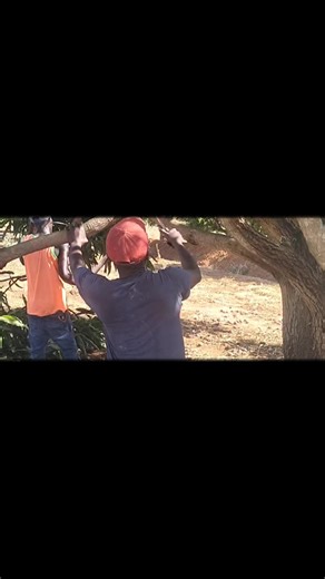 Effective Mango Pruning Techniques for Better Management