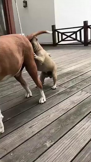 MUST WATCH DOG GIVE HEAD SEE WHAT HAPPENED NEXT