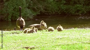 Goslings Canada goose, Brant canadian on green meadow with parents in bright sunlight in woodland area, Family Of ringed waterfowl in natural habitat, Frankfurt, Germany, bird migration control