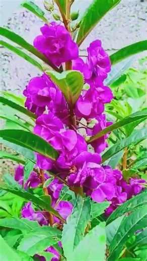 purple balsam flower (Impatiens balsamina)
