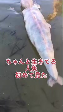 未確認生物: 本物の人魚か？人魚の謎と巨大生物の存在