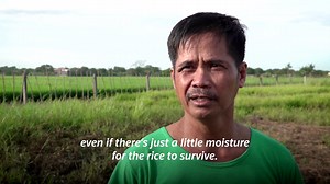 Scientists at the International Rice Research Institute are developing varieties of climate-resistant rice, hoping to curb the effects of climate change on agriculture. | Reuters