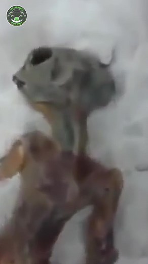 Mysterious Snow Alien Sighting in Russia