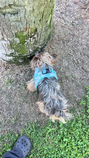 😅 #sillyywillie #dogsoftiktok #viral