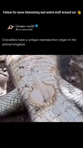 Unseen World on Instagram: "Unlike most animals where an erection involves significant engorgement with blood, the crocodile's phallus is already rigid due to a core of dense, fibrous collagen tissue (corpus fibrosum). The organ is normally stored internally within the cloaca and is rapidly everted for copulation by the contraction of surrounding cloacal muscles, essentially popping it out when needed. Retraction back into the body is achieved by the elastic recoil of ligaments, as the organ its