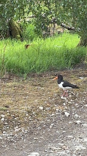 The glens are alive with wildlife right now and they’ll be focused on rearing their young and sitting on nests. This Oystercatcher was filmed today on one of the tracks that walkers tend to use. When visiting our moorlands please keep your dogs on a lead to help wildlife at this vulnerable stage. #oystercatcher #wildlife #conservation #moorland #grousemoor #biodiversity #wehavewildlife | Angus Glens Moorland Group