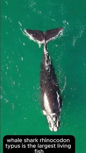 The 5 Biggest Animals on Earth\ Ocean Giants & Land Beasts: World's Largest Animals