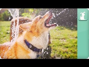 Super Slow Motion Bath Time - Dogs at Play