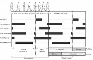 Gait cycle and analysis