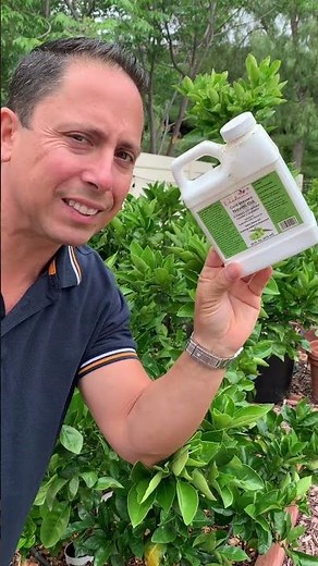 98.33% of the time GET RID OF CITRUS SCALE THE BEST WAY Backyard PEST CONTROL, What is Scale?