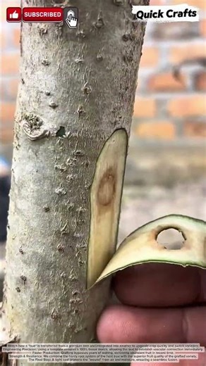 Precision Tree Grafting: Transferring a Bud for Better Fruit #shorts