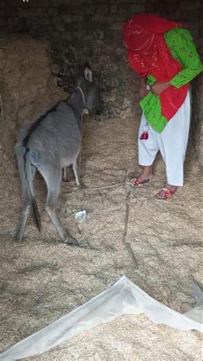 Stubborn Donkey Thinks He's a Comedian! 😂 Funny Animal Moments