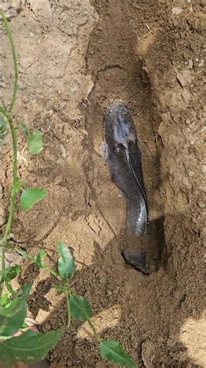 😭😭 KIO MER GYEE #shorts #ytshorts #fish #deadfish #trending #viral #khansir #bjp #congress