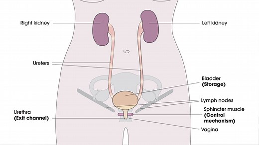 Female Anatomy