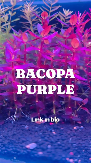 Our Bacopa Purple is looking insane right now! Take advantage of our Buy 2 Get 1 Free deals! | Odysea Gardens NC