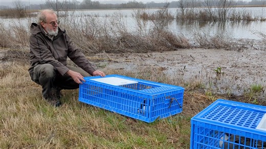 Northern shoveler release after being banded. Tennessee National Wildlife Refuge | Tennessee National Wildlife Refuge