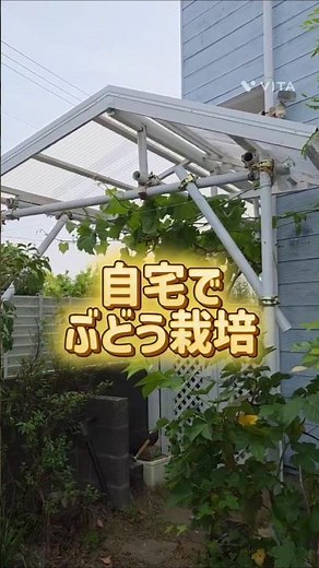 Growing grapes at home / Shine Muscat and Kyoho grapes #homegardening #grapegrowing