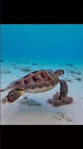 Amazing Water Turtles in Action | Beautiful Aquatic Life #shorts #turtles #sealife