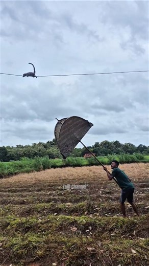 Caplok animals like big cats😱 #nature #shortsvideo