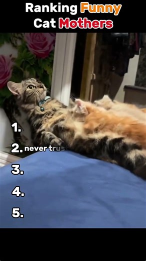 😼 Ranking Funny Cat Mother Moments 😂❤️‍🩹