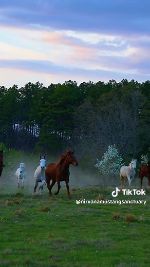 Freedom for Rescued Wild Horses at Nirvana Mustang Sanctuary