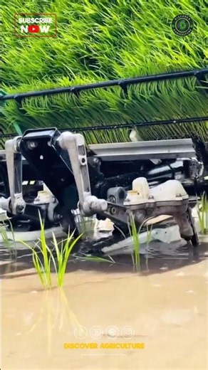 This is how the Rice Planting Machine Works