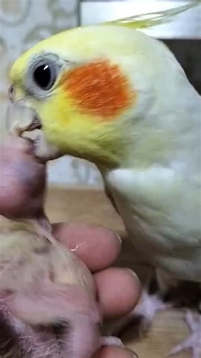 ZoomieZoo on Instagram: "🐦 ​​BALLOON BIRD CRISIS!​​🙏😭 ER Vet Saves Puffed Parrot! 🎈🦜💉#animals #rescue #parrot #sad #lovestory"