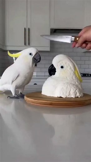 Mr.Parrot Planet on Instagram