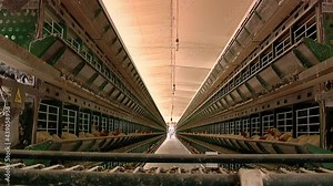 Poultry Farm, Egg Production, Layer Chickens at Modern Poultry House.