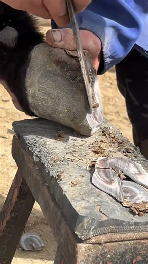 Incredible Donkey Hoof Trimming! #shorts