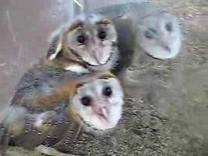baby owls
