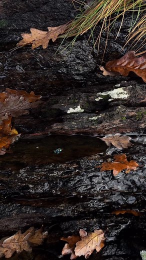 Treasures. Blue & Green Moissanite in 9ct Yellow Gold. She’s available. #alternativeengagementring #irishmade #madelocal #janicebyrnegoldsmith | Janice Byrne-Goldsmith