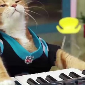 Anyone catch this commercial during #SB49? Keyboard Cat is a #Panthers fan! 🐱🎹