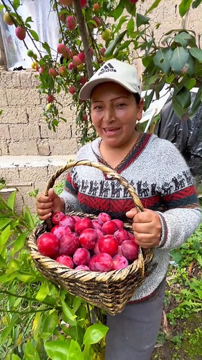 llegó la temporada de Reina Claudias 😋 un fruto delicioso. | María Isabel